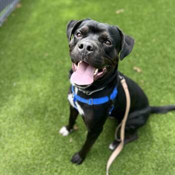 McCoy -  Mixed Breed Dog for Adoption in Warwick, Rhode Island - McCoy | PetCurious