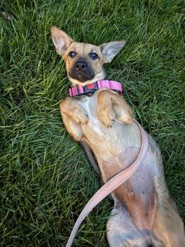 Dolli -  Corgi and Australian Shepherd Dog for Adoption - Dolli | PetCurious