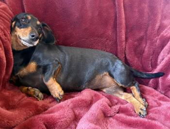 Dachshund Dogs Available for Adoption in Long Beach, California - Queen Ween | PetCurious