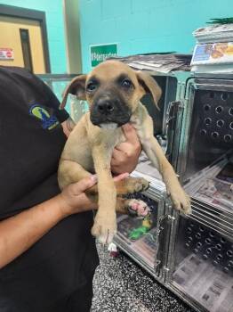 Rhianna -  Boxer and Mixed Breed Dog for Adoption in Jackson, Tennessee - Rhianna | PetCurious