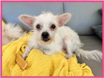 Glory -  Terrier Dog for Adoption in Mesa, Arizona - Glory | PetCurious