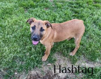 Mountain Cur Dogs Available for Adoption in Pembroke, Massachusetts - Hashtag | PetCurious