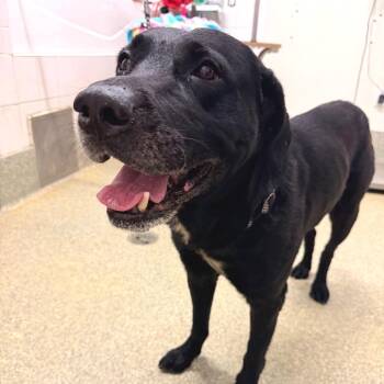IVHS-Stray-142056 -  Labrador Retriever Dog for Adoption in San Gabriel, California - IVHS-Stray-142056 | PetCurious