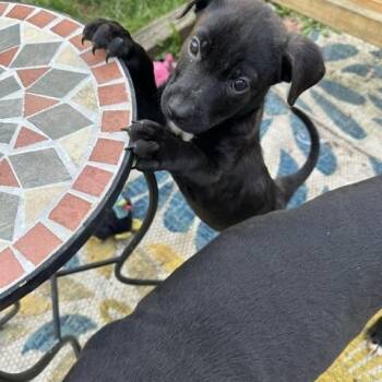 Kanga -  Terrier Dog for Adoption in Plainfield, Illinois - Kanga | PetCurious