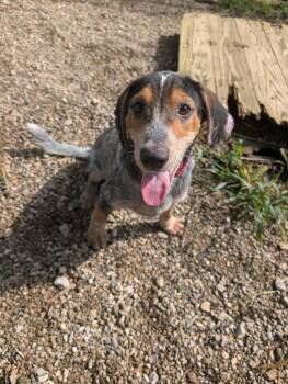 Finn -  Australian Cattle Dog Blue Heeler and Bluetick Coonhound Dog for Adoption in Plain City, Ohio - Finn | PetCurious
