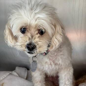 Mitzi -  Maltese and Poodle Dog for Adoption in Council Bluffs, Iowa - Mitzi | PetCurious