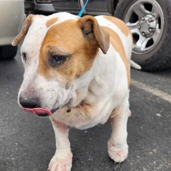 Wilbur A1143803 Scalia -  American Foxhound Dog for Adoption in Las Vegas, Nevada - Wilbur A1143803 Scalia | PetCurious