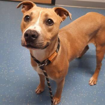 Diana L-35-26 -  Pit Bull Terrier Dog for Adoption in Watertown, New York - Diana L-35-26 | PetCurious
