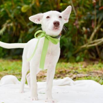 Mixed Breed Dogs Available for Adoption - Pistachio | PetCurious