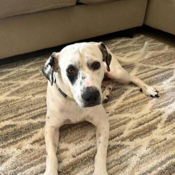 NOVA -  Dalmatian and English Pointer Dog for Adoption in Houston, Texas - NOVA | PetCurious