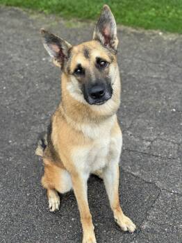 Jessie -  German Shepherd Dog Dog for Adoption in Anderson, Indiana - Jessie | PetCurious