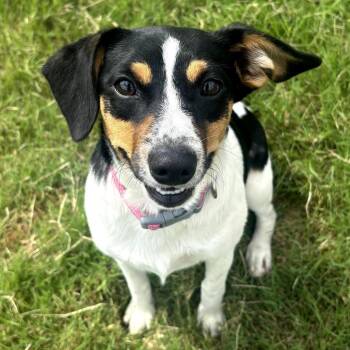 Gucci -  Jack Russell Terrier and Chihuahua Dog for Adoption in Brownsboro, Alabama - Gucci | PetCurious