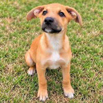 O-Lizzy -  Shepherd Dog for Adoption in Kemp, Texas - O-Lizzy | PetCurious