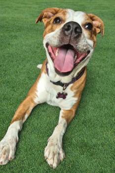 American Staffordshire Terrier Dogs Available for Adoption in Oregon, Wisconsin - Phoenix | PetCurious