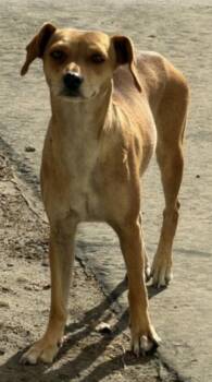 Sugar Pie -  Chihuahua and Mixed Breed Dog for Adoption in Fresno, California - Sugar Pie | PetCurious