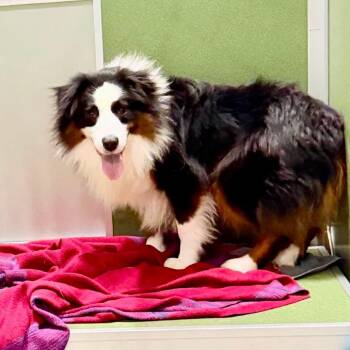 Ruffles - Missouri MY26-30 -  Australian Shepherd Dog for Adoption in Peyton, Colorado - Ruffles - Missouri MY26-30 | PetCurious