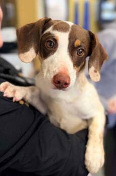 Dachshund and Mixed Breed Dogs Available for Adoption in Bowling Green, Kentucky - Hank | PetCurious