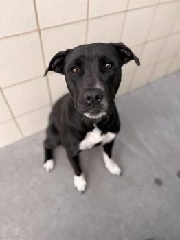 Labrador Retriever and Mixed Breed Dogs Available for Adoption in Corpus Christi, Texas - SHAYLA | PetCurious