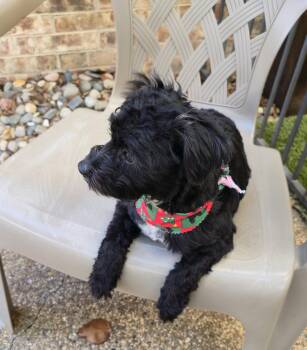 Barley (Schnoodle) -  Schnauzer and Poodle Dog for Adoption in Dallas, Texas - Barley (Schnoodle) | PetCurious