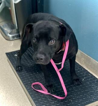 DALTON -  Pit Bull Terrier Dog for Adoption in Newton, North Carolina - DALTON | PetCurious