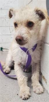 Terrier and Mixed Breed Dogs Available for Adoption in San Bernardino, California - LUCKY | PetCurious