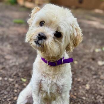 Maltese and Poodle Dogs Available for Adoption in Decatur, Georgia - Alloy | PetCurious