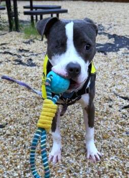 Todd -  Mixed Breed Dog for Adoption - Todd | PetCurious