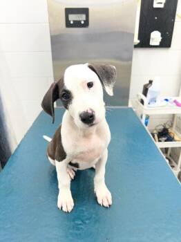 Bando -  Plott Hound Dog for Adoption in Mobile, Alabama - Bando | PetCurious