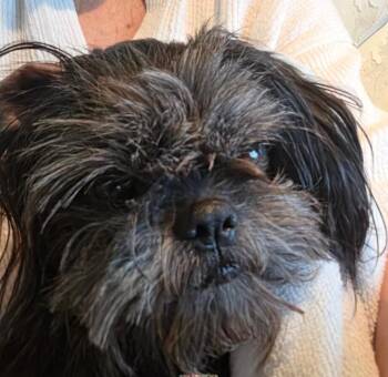 Ozzie -  Shih Tzu Dog for Adoption in Dallas, Texas - Ozzie | PetCurious