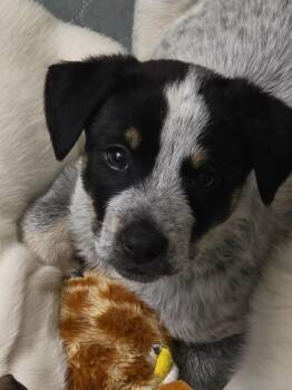 Mixed Breed Dogs Available for Adoption in Mesa, Arizona - Cornell | PetCurious