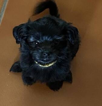 Millie -  Shih Tzu and Chihuahua Dog for Adoption in Tucson, Arizona - Millie | PetCurious