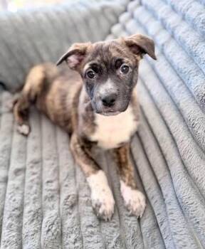 Plott Hound Dogs Available for Adoption in Fairfax, Virginia - ChaCha | PetCurious