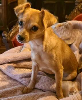Adora -  Chihuahua Dog for Adoption in Los Angeles, California - Adora | PetCurious