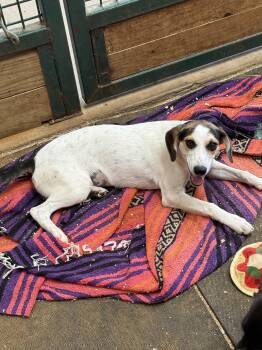 Sugar -  Rat Terrier Dog for Adoption in Sadler, Texas - Sugar | PetCurious