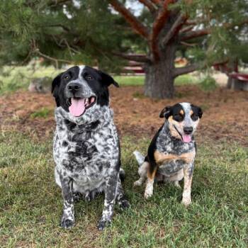 Blues Clues***ADOPTION PENDING*** -  Australian Cattle Dog Blue Heeler Dog for Adoption in Fargo, North Dakota - Blues Clues***ADOPTION PENDING*** | PetCurious