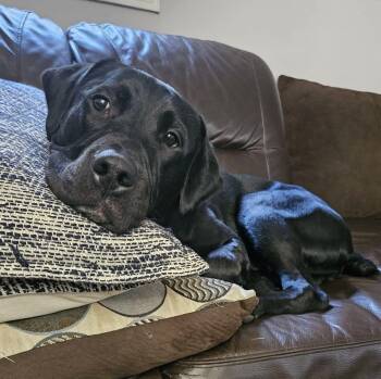 Chance -  Labrador Retriever and American Bulldog Dog for Adoption in Toronto, Ontario - Chance | PetCurious