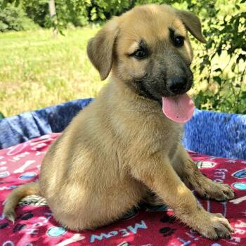Shire -  Shepherd and Mixed Breed Dog for Adoption in Pelham, New Hampshire - Shire | PetCurious
