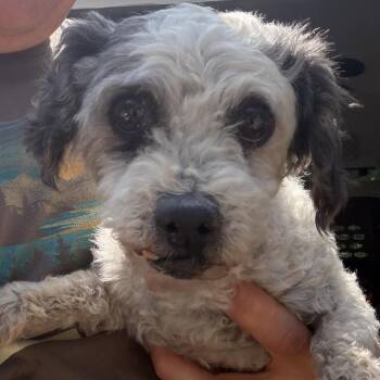 Poodle Dogs Available for Adoption in Peyton, Colorado - Holly (AP26-85) | PetCurious