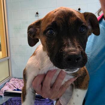 Lipari -  Mixed Breed Dog Available for Adoption - Lipari | PetCurious
