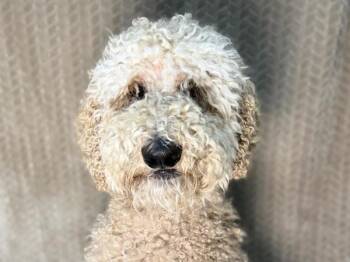 Reggie -  Standard Poodle and Golden Retriever Dog for Adoption in Portland, Oregon - Reggie | PetCurious
