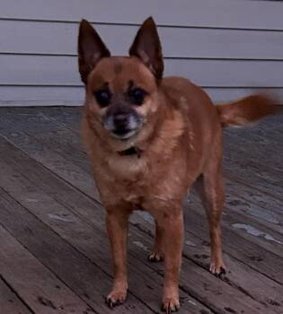 Rescue Chihuahua Dogs for Adoption in Holmdel, New Jersey - Courtesy Posting Mamma | PetCurious