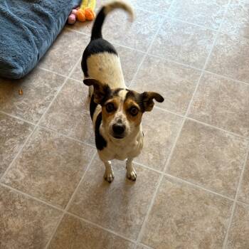 Rescue Mixed Breed Dogs for Adoption in Buffalo, Minnesota - Kanga | PetCurious