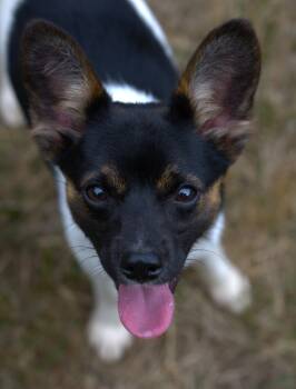 Kip -  Rat Terrier Dog for Adoption in Hoquiam, Washington - Kip | PetCurious