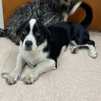 Leonard -  Mixed Breed Dog for Adoption in West Palm Beach, Florida - Leonard | PetCurious