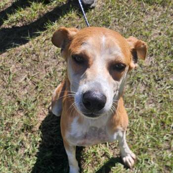 Otis 4070 -  Australian Shepherd and Mixed Breed Dog for Adoption in Loxahatchee Groves, Florida - Otis 4070 | PetCurious