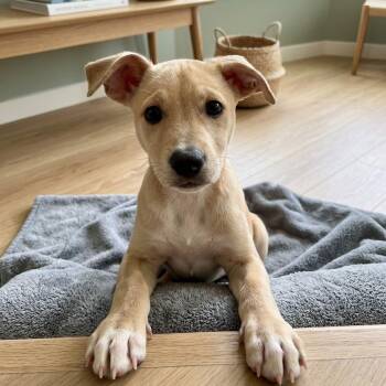Churro 06-2433 -  Yellow Labrador Retriever and Mixed Breed Dog for Adoption in Tyrone, Georgia - Churro 06-2433 | PetCurious