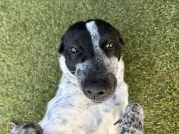Jessie -  Mixed Breed Dog for Adoption in Lafayette, Indiana - Jessie | PetCurious