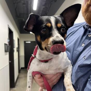 Rigatoni -  Rat Terrier and Mixed Breed Dog for Adoption in Tampa, Florida - Rigatoni | PetCurious