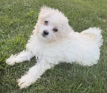 Stratus -  Poodle and Maltese Dog for Adoption in Minneapolis, Minnesota - Stratus | PetCurious