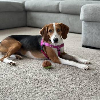 Jillian -  American Foxhound Dog for Adoption in Plainfield, Illinois - Jillian | PetCurious